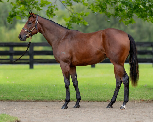 Lot 352: Pierro / El Estoora (NZ)