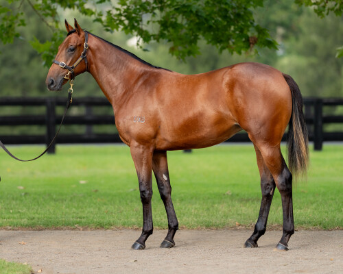 Lot 359: Farnan / Enood