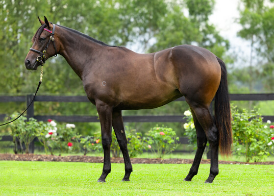 Lot 216: So You Think (NZ) / Test the World (NZ)