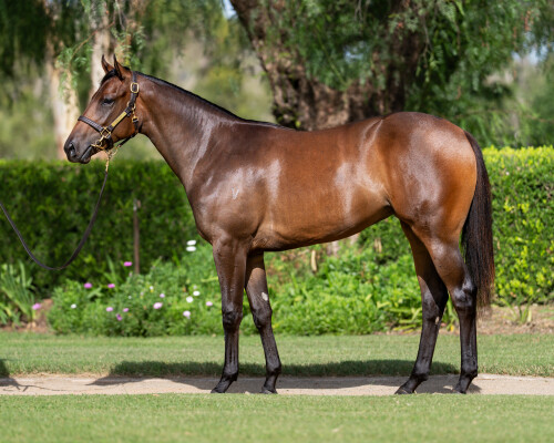 Lot 17: Ole Kirk / Lady Cuvee (NZ)