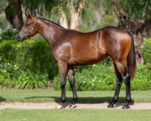 Lot 58: Zoustar / Miles of Krishan