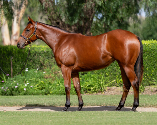 Lot 61: I Am Invincible / Minhaaj