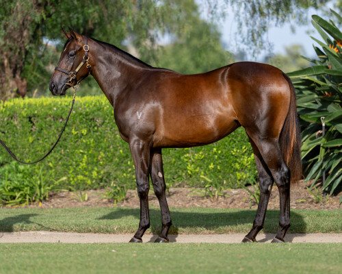 Lot 66: Zoustar / Miss Gunpowder