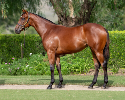 Lot 75: I Am Invincible / Mousai