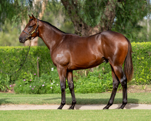 Lot 109: Too Darn Hot (GB) / Plucky Belle