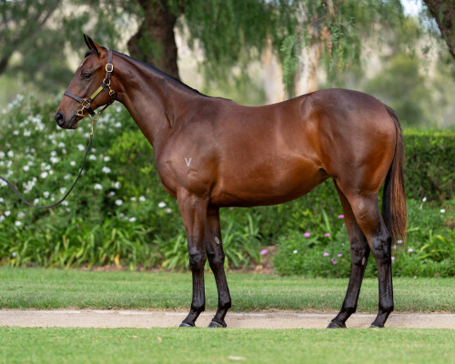 Lot 162: I Am Invincible / Sierra Sue (NZ)