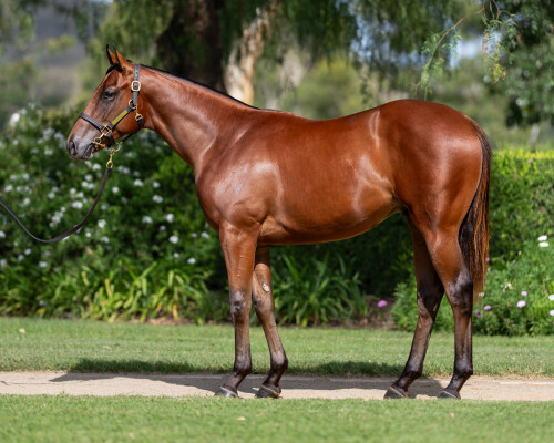 Lot 173: Zoustar / Snitzerland