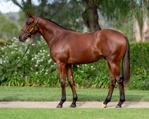 Lot 256: Dundeel (NZ) / White Moss