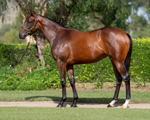 Lot 284: Maurice (JPN) / Aristia