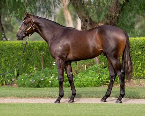 Lot 339: Ole Kirk / Dana Point