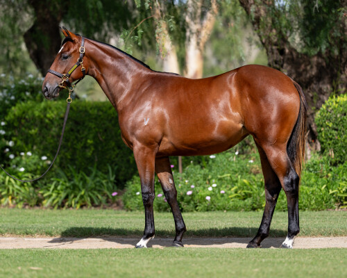 Lot 392: Home Affairs / Gracie's Lass