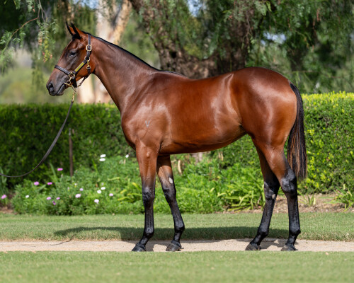 Lot 397: I Am Invincible / Haraka (IRE)