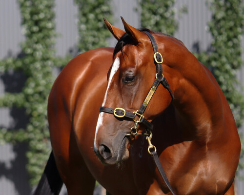 Lot 68: Farnan / Miss Marielle