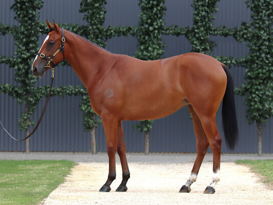 Lot 68: Farnan / Miss Marielle