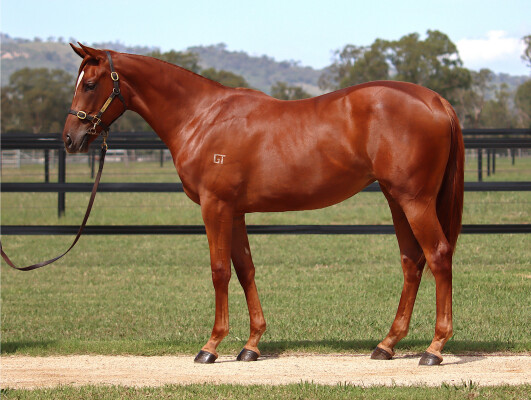 Lot 95: Home Affairs / Orchidia (IRE)