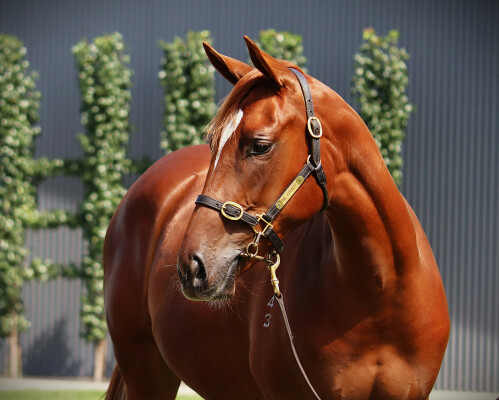 Lot 95: Home Affairs / Orchidia (IRE)