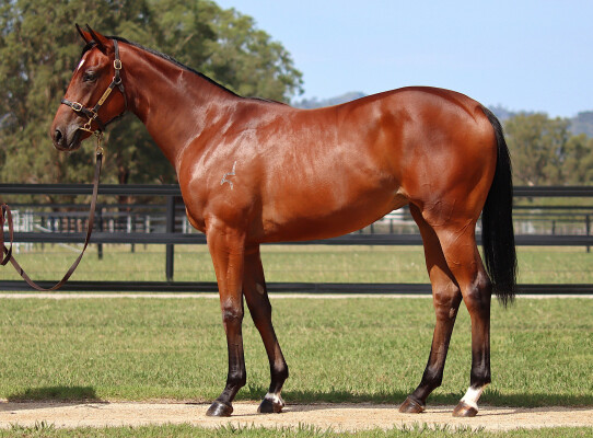 Lot 214: Home Affairs / Telopea (GB)