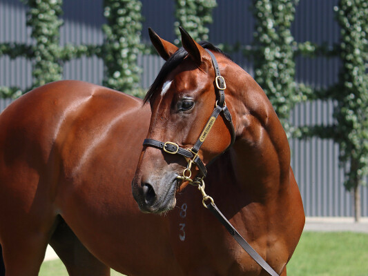 Lot 214: Home Affairs / Telopea (GB)