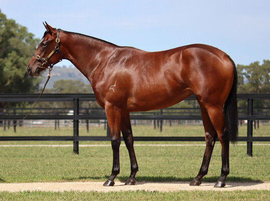 Lot 249: Wootton Bassett (GB) / Visenya