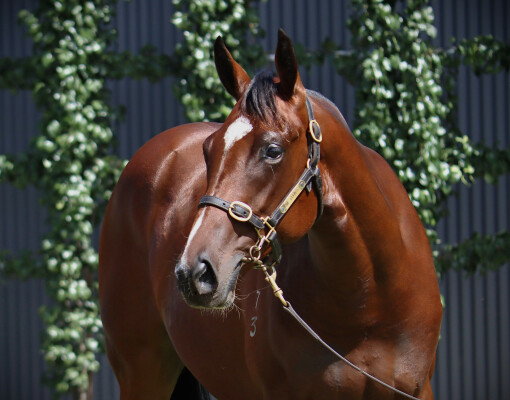 Lot 249: Wootton Bassett (GB) / Visenya