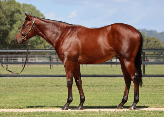 Lot 406: Fierce Impact (JPN) / Hirondelle (NZ)