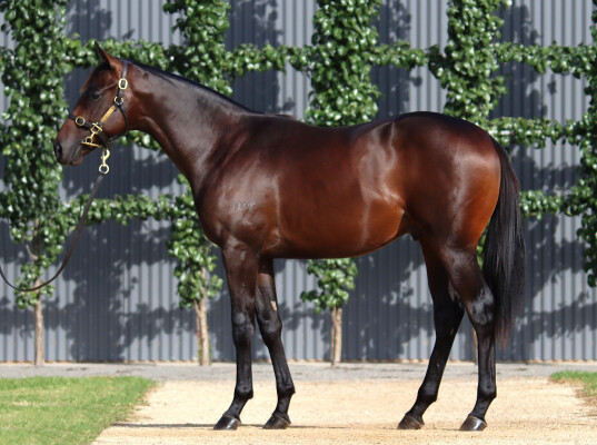 Lot 157: Too Darn Hot (GB) / Shosha