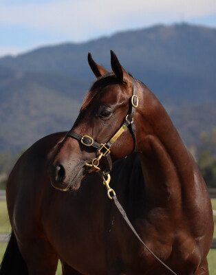 Lot 157: Too Darn Hot (GB) / Shosha