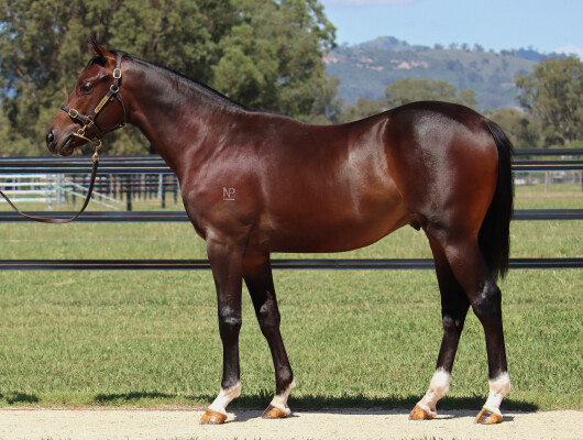 Lot 163: Bivouac / Signora Nera (NZ)
