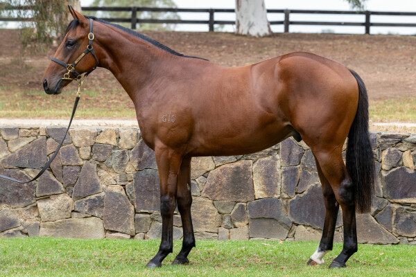 Lot 59: Too Darn Hot (GB) / Million