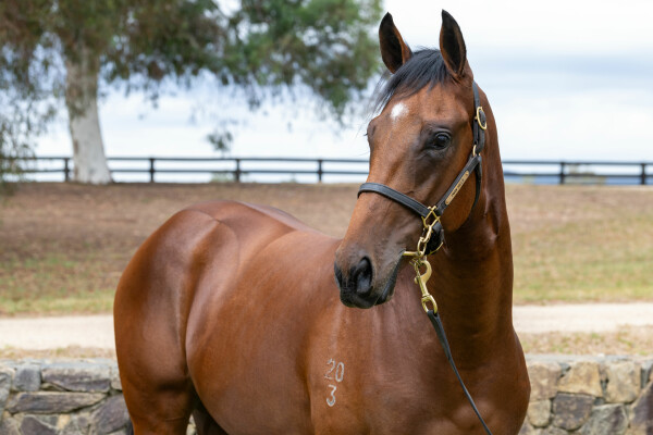 Lot 59: Too Darn Hot (GB) / Million