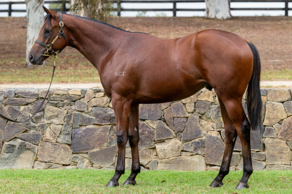 Lot 208: Toronado (IRE) / Take a Selfie
