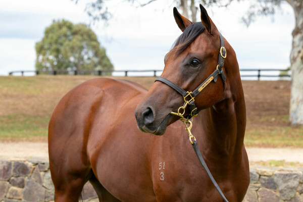 Lot 208: Toronado (IRE) / Take a Selfie