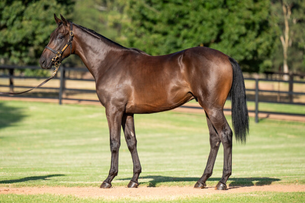 Lot 151: Too Darn Hot (GB) / Seracena