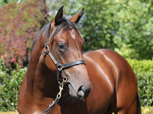 Lot 31: Frankel (GB) / Loire (NZ)