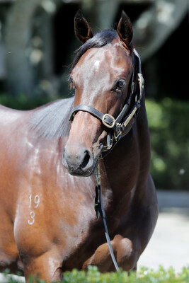 Lot 20: Per Incanto (USA) / Lady Sayyida (NZ)
