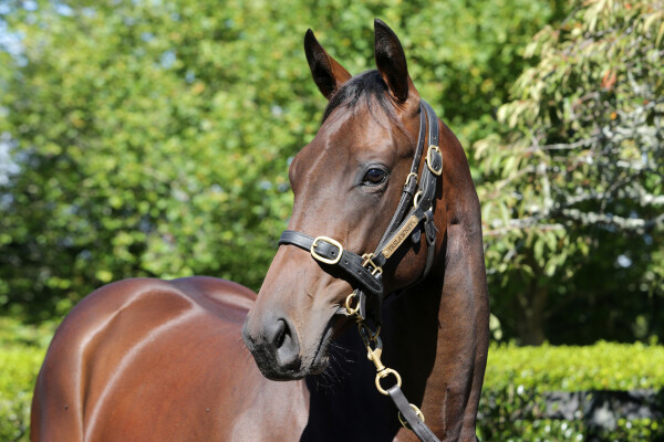 Lot 386: Satono Aladdin (JPN) / Gallwitz