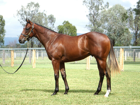 Lot 36: Pierro / Luluoru