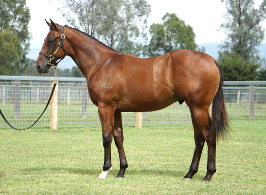 Lot 347: Snitzel / Dixie Chick