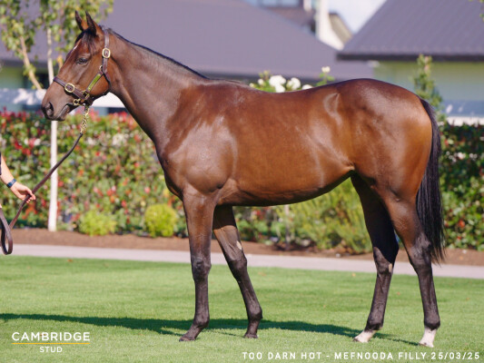 Lot 53: Too Darn Hot (GB) / Mefnooda