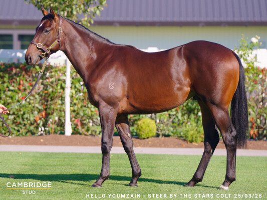 Lot 192: Hello Youmzain (FR) / Steer by the Stars (IRE)