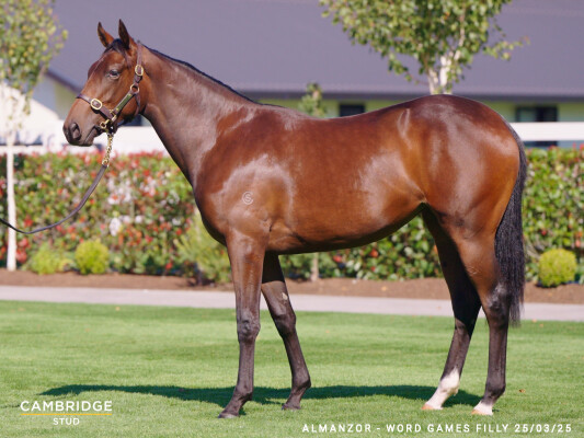 Lot 259: Almanzor (FR) / Word Games