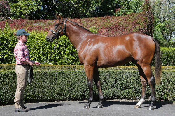 Lot 31: Frankel (GB) / Loire (NZ)