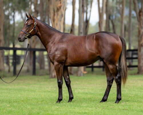 Lot 34: Pierata / Lubiana