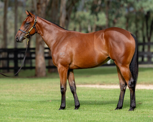 Lot 237: Exceed and Excel / Twilight Royale