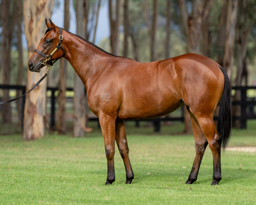 Lot 349: Exceed and Excel / Ducale