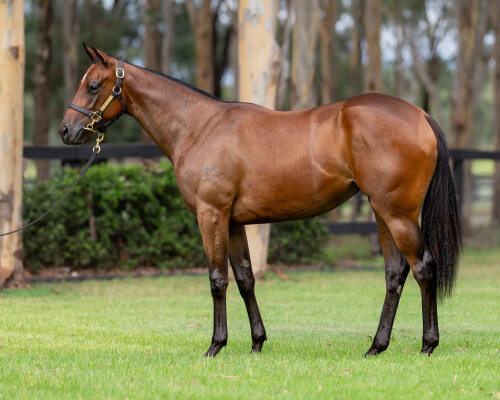 Lot 396: Snitzel / Gypsy Robin (USA)