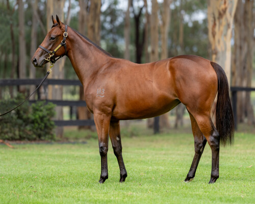 Lot 414: Farnan / Inglorious (CAN)