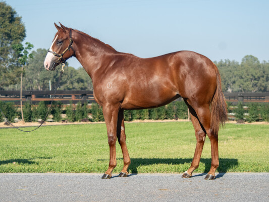 Lot 14: Written Tycoon / Kooweerup