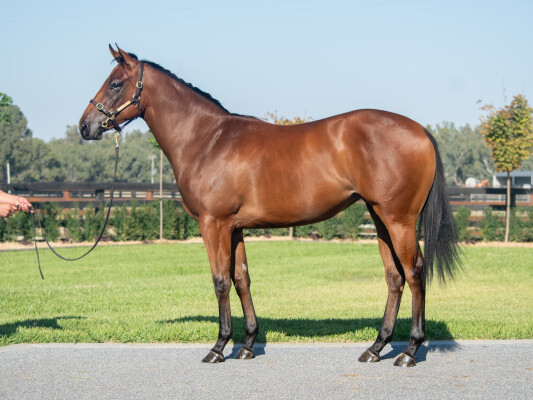 Lot 38: Deep Field / Macroura