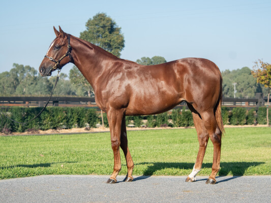 Lot 233: Written Tycoon / Truly Discreet